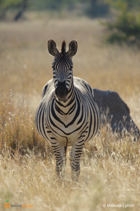 Zebra crossing