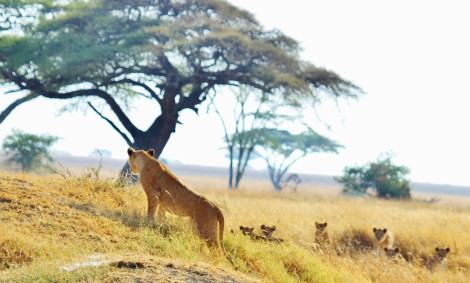 lion-278368_1920
