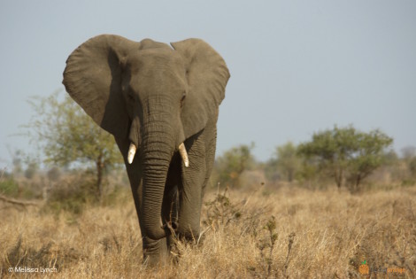 Lis_Elephant