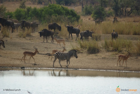 Zebra Impala Buffalo_Lis