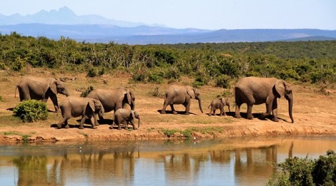 elephant-279505_640