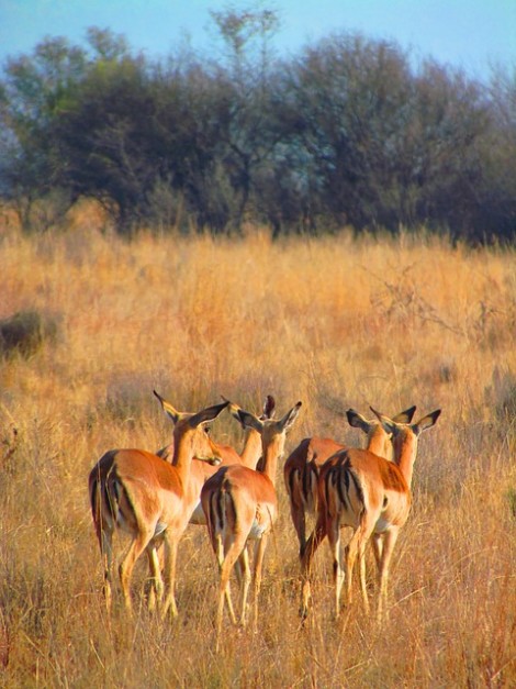 impala-382404_640