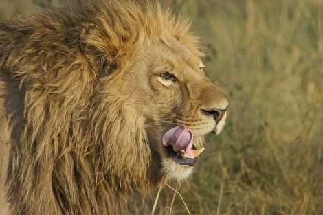lion-515029_640