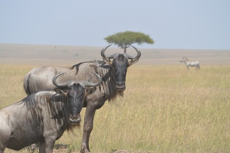 wildebeests-322094_640