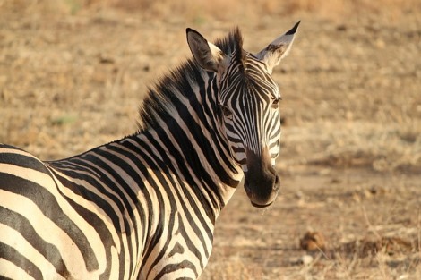 zebra-175085_640
