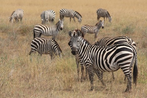 zebra-625153_640