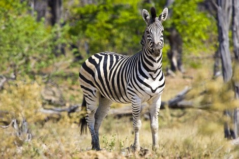 zebra-722151_640