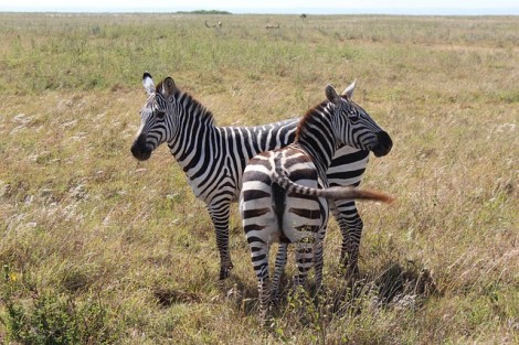 zebra-838562_640