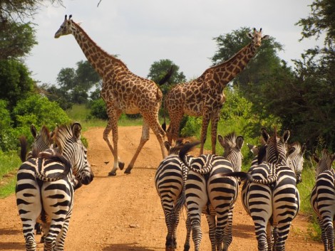 zebras-765885_640